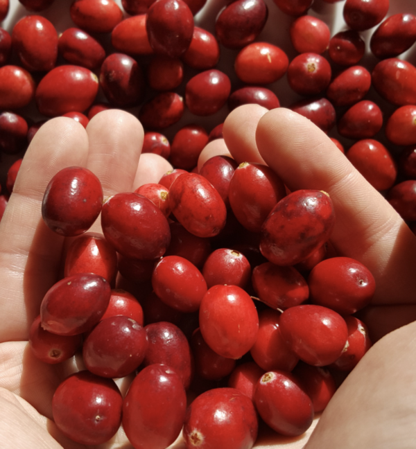 Organic Cranberries, 250g